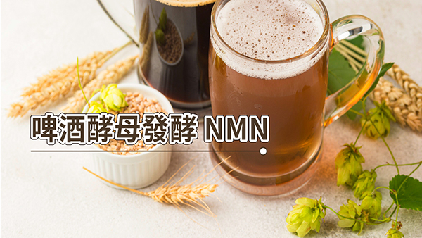 重拾活力與青春！啤酒酵母發酵 NMN 的益處